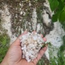 우박이네 이미지