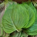 서진농장 이미지