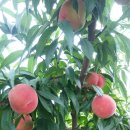 향로농장 이미지