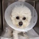 행선로12 | 8살 비숑 ‘포레’ 스케일링 후기｜치과방사선으로 확인한 숨은 치주염 (동두천 포레브동물의료센터)