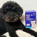 하나벳 | 강아지유산균추천 페노비스 벳 프리미엄 유산균 노견 후기