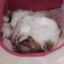 아이펫샵 이미지