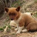 장원목장 이미지