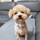 멍쌤 펫 살롱 이미지