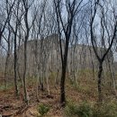 망 조 대 이미지