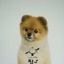 한강펫살롱 이미지