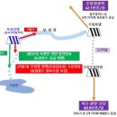 보성강7 이미지