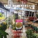 대구 벌레잡이식물 파는곳 / 파리지옥 / 벌레잡이 통풀 / 긴잎끈끈이주걱 /불로동 현대농원