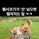 계란 외상값 가져왔당개 이미지