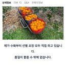 제주 산지직송 한라봉 중대과 2kg 9900원 무배 이미지