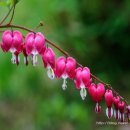 아침이슬 이미지