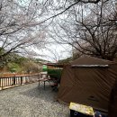 봉바위농원 | 애견동반 벚꽃 캠핑 김포 오토캠핑장 봉바위농원