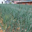 덕정텃밭쌈밥식당 이미지