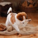 바나나동물병원 이미지