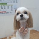 오늘도, 이쁘개 이미지