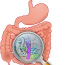 Re:Gut reaction: How the gut microbiome may influence the severity of COVID-19 이미지