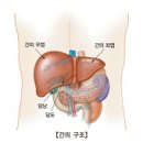 간경변 이미지