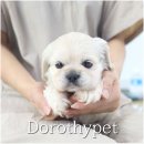 광주강아지분양 고양이분양 도로시펫 이미지