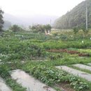 자영농장 이미지