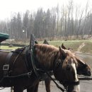 퓌센하우스 이미지