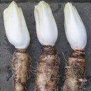 치커리(chicory) 이미지