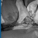 로얄동물외과수술센터 이미지