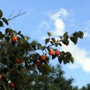 감나무골 이미지