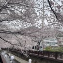 진해 군항제 벚꽃도 짱 이뻐!!! 이미지