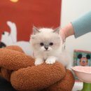 왕발고양이