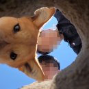 [댕댕이 일기] 양양 애견동반 여행 2박3일 코스 총정리🐶🌊 | 중형견 진도믹