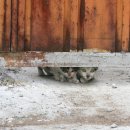 여울그루밍 이미지