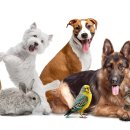 삼척동물병원 | 아직도 몰랐다면 손해! 강아지·고양이 키우는 사람을 위한 반려동물 지원금 총정리