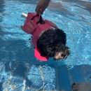 하이멍 애견카페 이미지