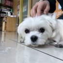 더엘동물의료센터 이미지