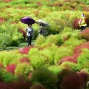 선홍빛 코키아가 전하는 가을 [뉴시스Pic] 이미지