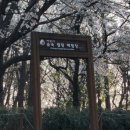 정원숲속 오소록콘서트2 | 2026 잠실 벚꽃축제 지금 바로 가세요(4/3~4/11)feat.어린이대공원 벚꽃명당&amp;서울숲 벚꽃명당&amp;중랑천