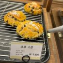 스타애견 이미지