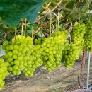 청산농장 이미지