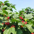 송원농장2 이미지