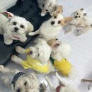 학교종이 댕댕댕 이미지