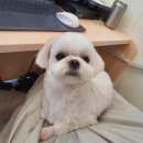 투숑펫살롱 이미지