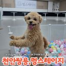 천안버들유치원 | 천안쌍용동 멍스테이지 신상 애견카페 추천