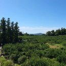 제주머무리 이미지