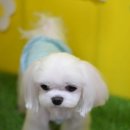 소금소금 펫살롱 이미지