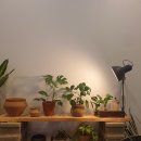 흥덕동 188-2번지 카페라밀 옆 | 경북 문경 흥덕동 영신숲 카페 / cafe lameal 2 ; 라밀 2층 오픈 방문 후기