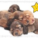 닥터훈트 이미지