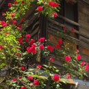 장미의 집 이미지