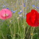 공지천 산책로 이미지