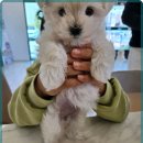 로얄펫 강아지분양 고양이분양 전주본점 | 전주 고양이 분양 로얄펫에서의 특별한 경험과 선택의 순간