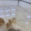 개린이집 | 🐾 익산강아지무료분양, 둘째에게 특별한 선물! 개린이집 후기 💛